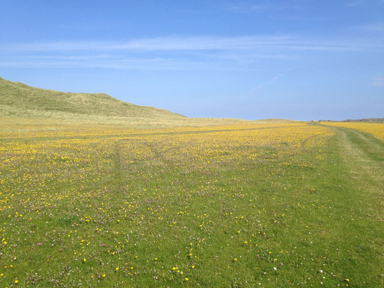 Machair at the Coll Nature Reserve