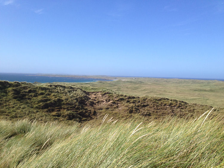 A sea of grassed dunes