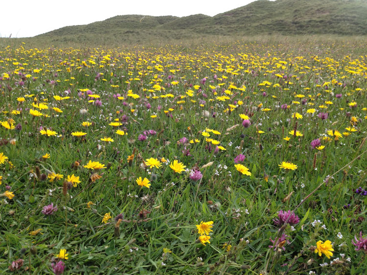 Wild flowers of the Machair