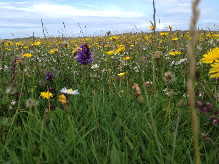 Wild flowers of the Machair