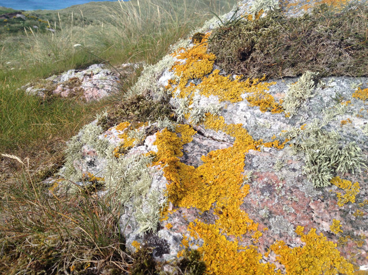 Lichens