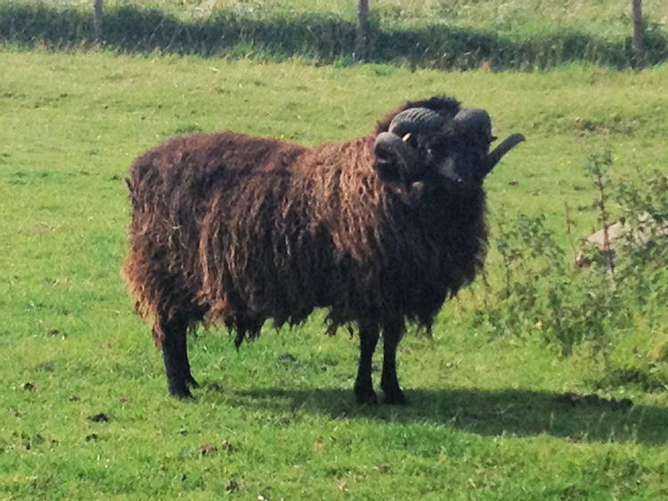 Hebridean sheep next to the Garden House Campsite