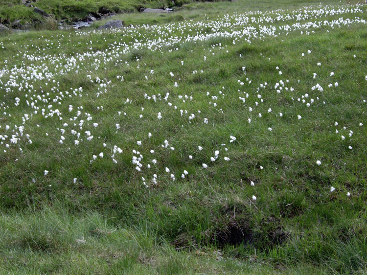 Cotton Grass in Cwm Llan