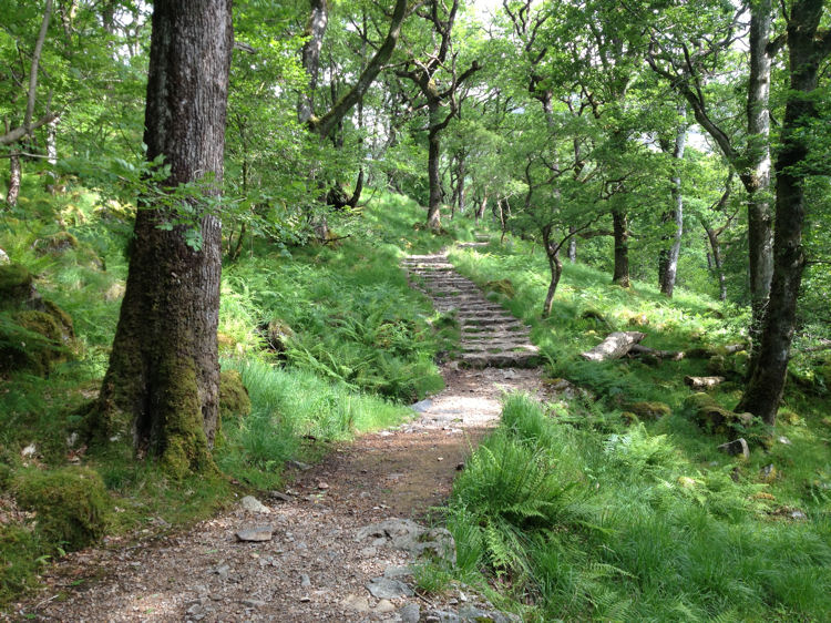 A sylvan scene on the Watkin Path