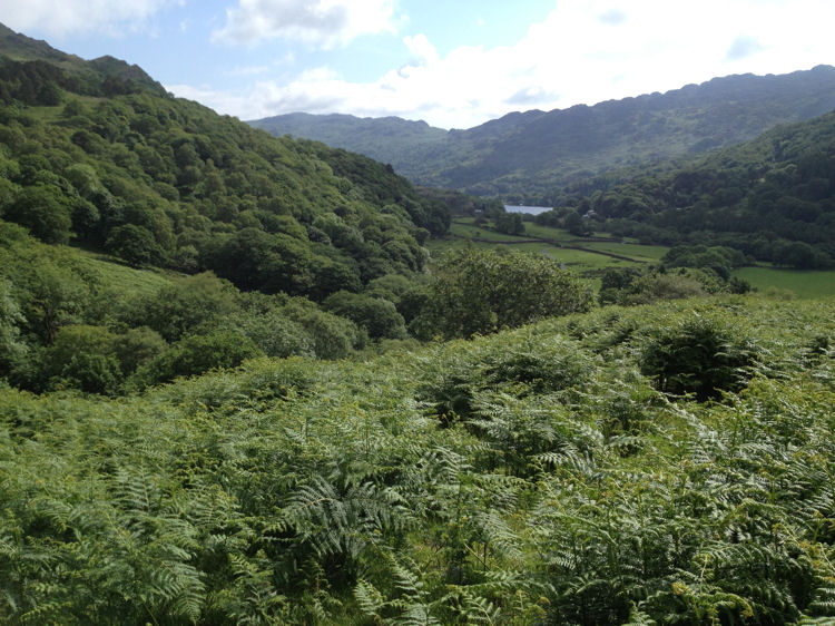 Llyn Gwynant from the Watkin Path