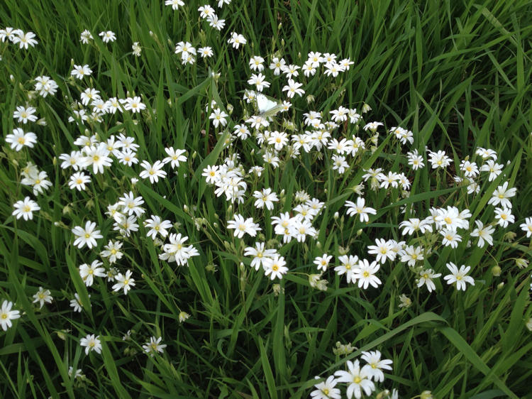 Greater Stitchwort growing wild along the way