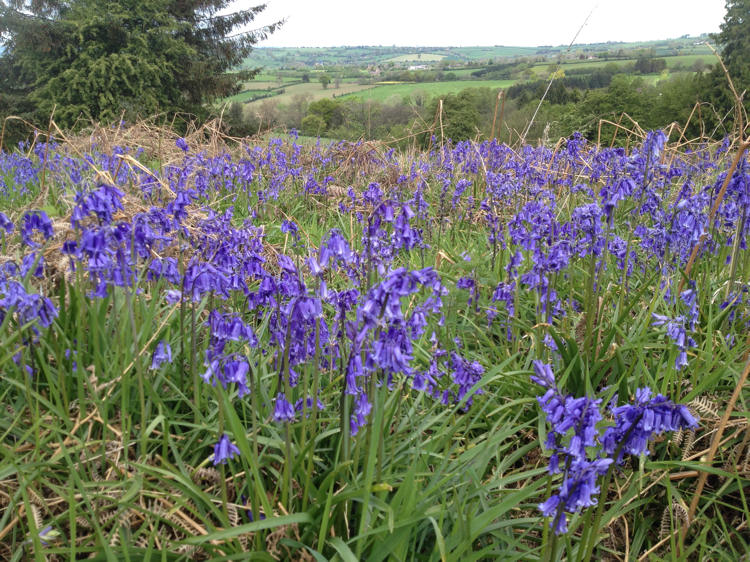 Bluebells growing wild